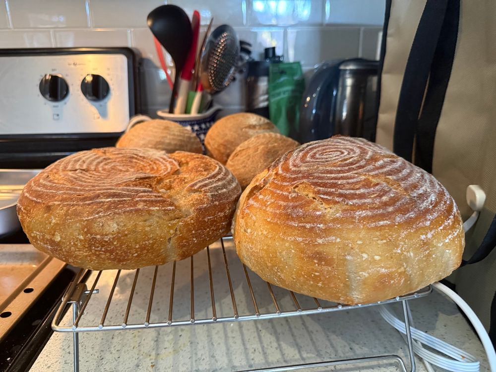 2 large and 3 small sourdough loaves. 
The flat loaf in the front on the left was when the oven was dropping temperature this morning.
It got itself together for the other bakes. 
Will get it checked out this week, but the baking for the week is done!