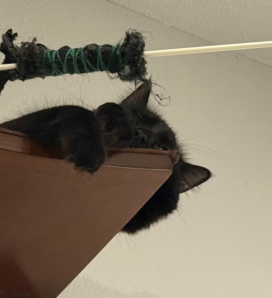 Oh to be a cat sleeping with such comfort and security… even when on a perch. 

A fuzzy black cat sound asleep at the end of a high cat shelf, one paw holding the edge, half his face off the end. 
