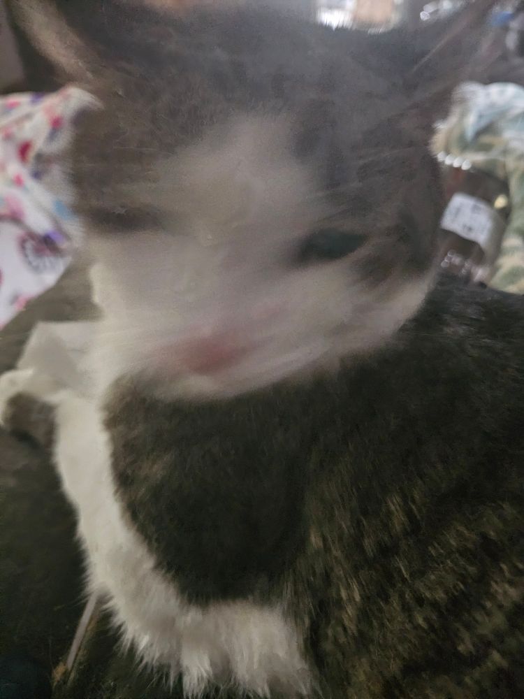 Picture of a cat whose face is blurred and distorted by movement