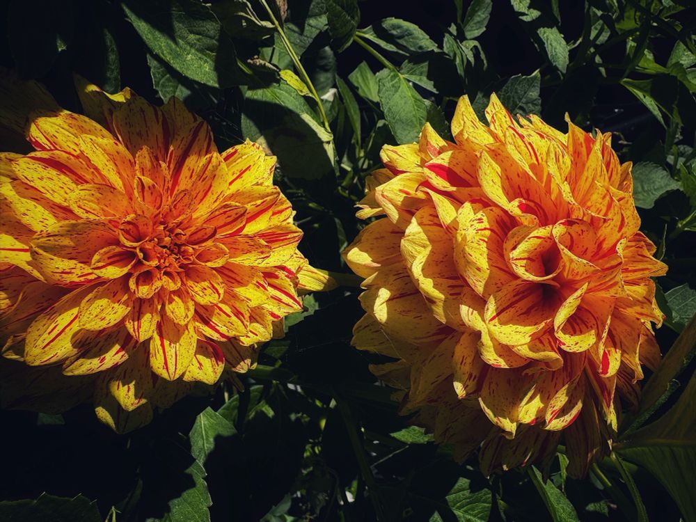 Photo of yellow dahlia with beautiful strikes of orange and dark green leaves 