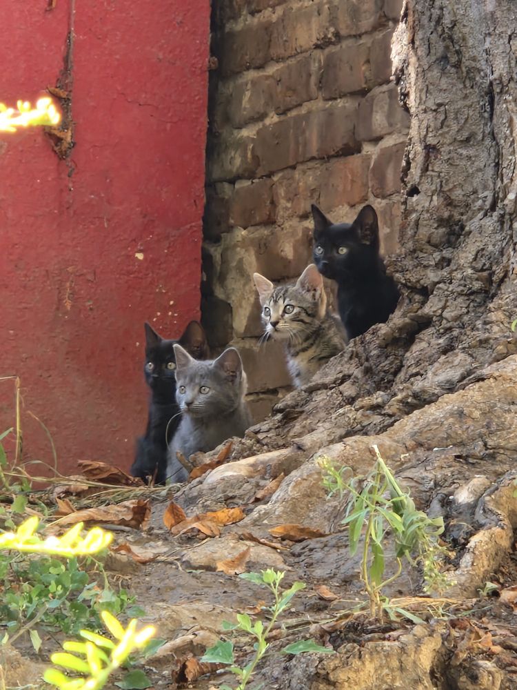 котята маленькие торчат из-за дерева