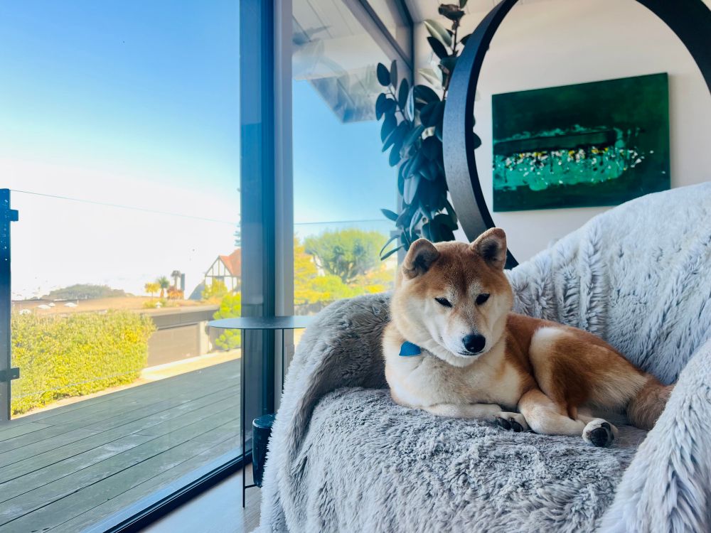 Cozy Shiba napping in the window 