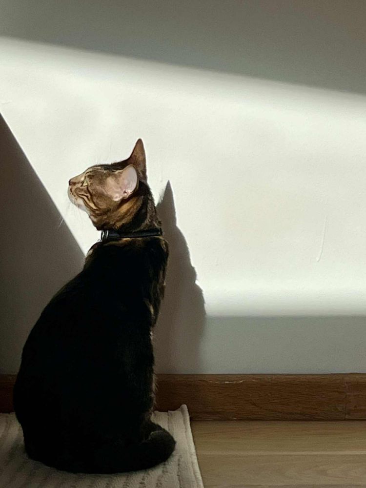 Tired Cat and shadows