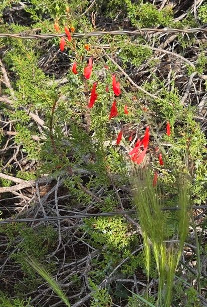 Firecrcker plant, grows wild around here