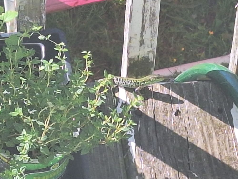 A large green Italian wall lizard behind plants, on a wooden porch, near a green garden hose