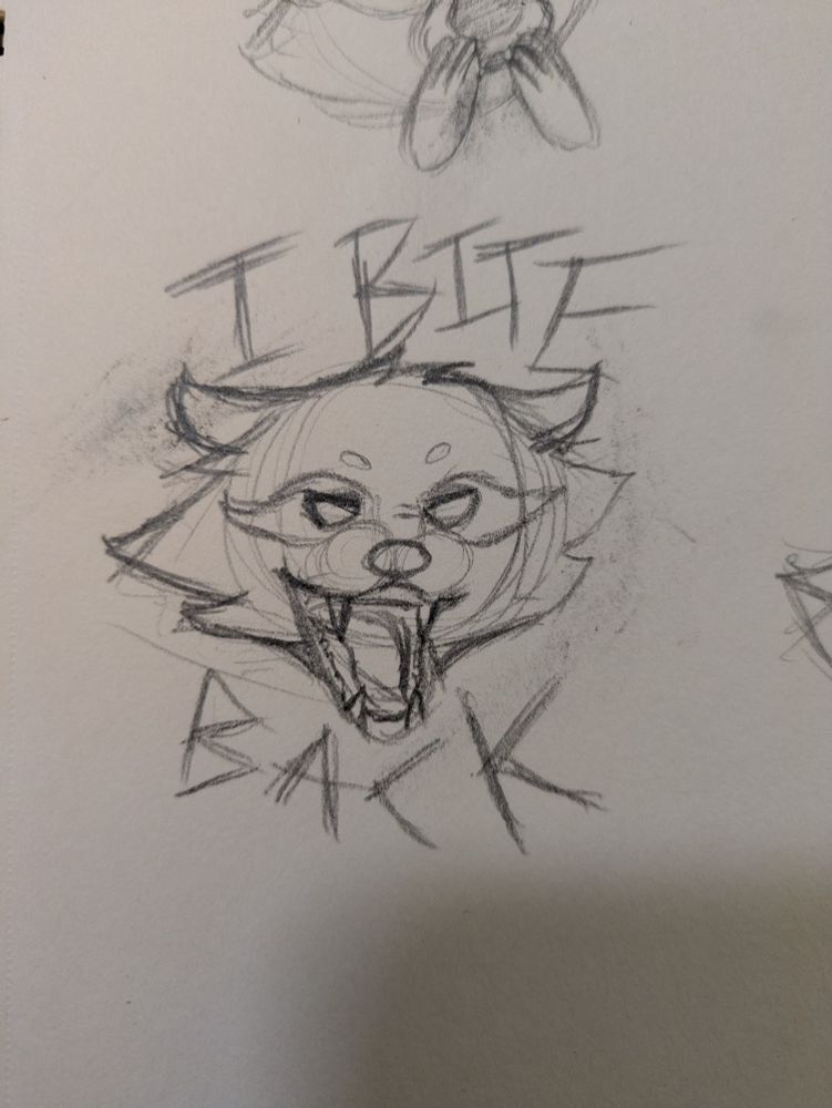 Raccoon sketch