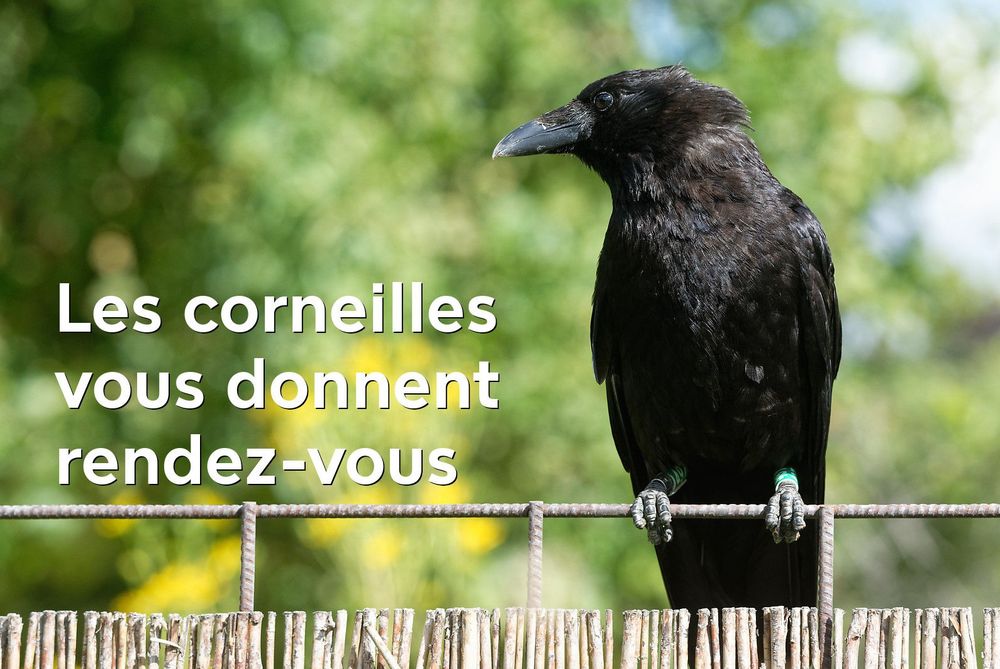 Corneille baguée perchée sur un grillage, regardant dans la direction du texte : "les corneilles vous donnent rendez-vous".