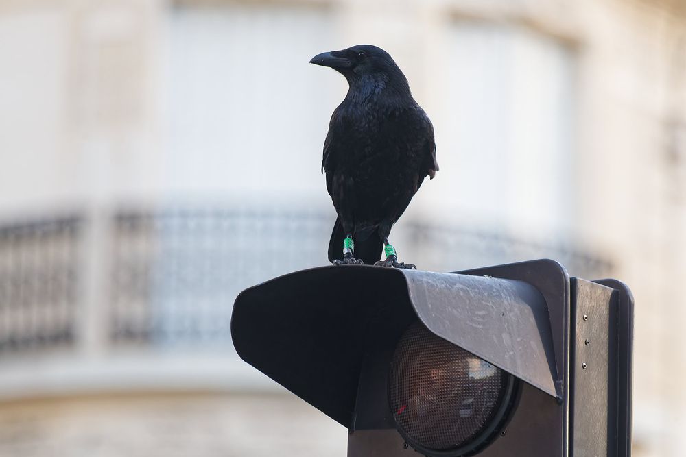 Corneille perchée sur un feu de circulation