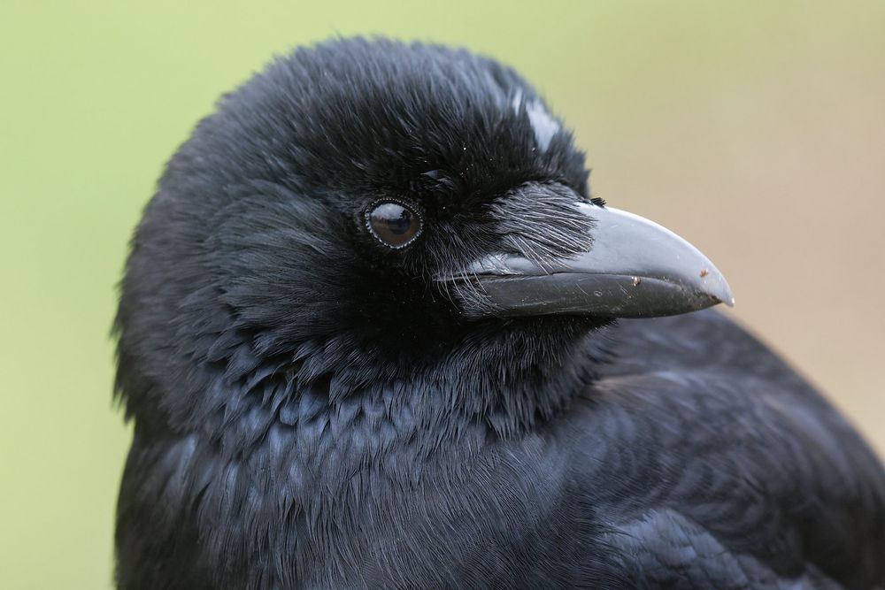 Gros plan sur la tête d'une corneille toute mignonne