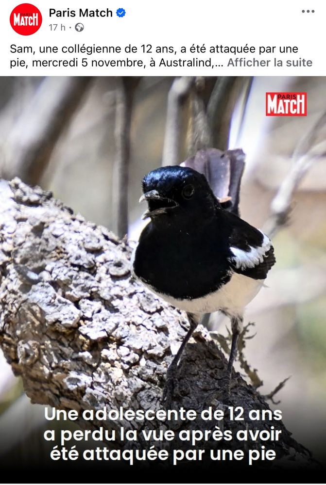 « Une adolescente de 12 ans a perdu la vue après avoir été attaquée par une pie », illustré par une Pie bavarde 