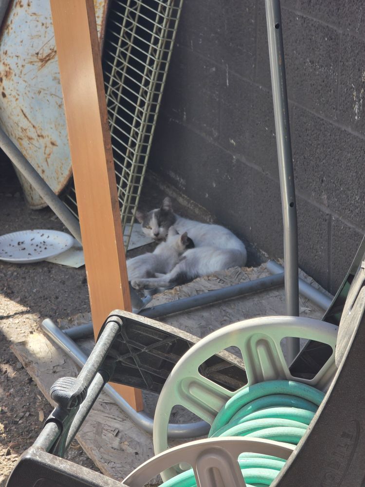 A stray female cat and her kitten, cozy together in the shade