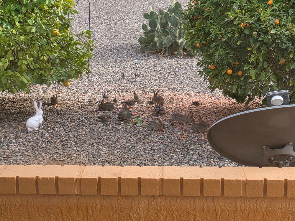 A landscape picture of a group of rabbits and quail eating carrots and spinach