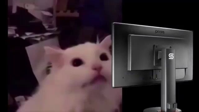 a white cat is looking at a computer screen .