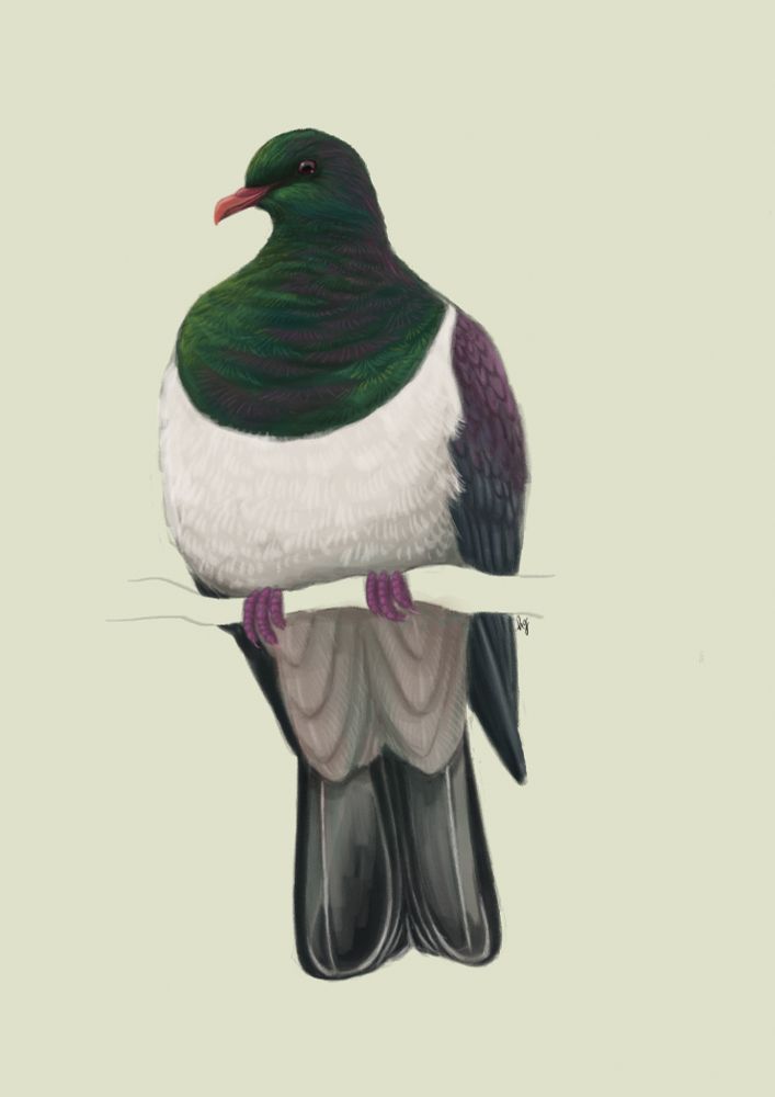Digital illustration of a Kererū, or New Zealand pigeon, perched on a branch.