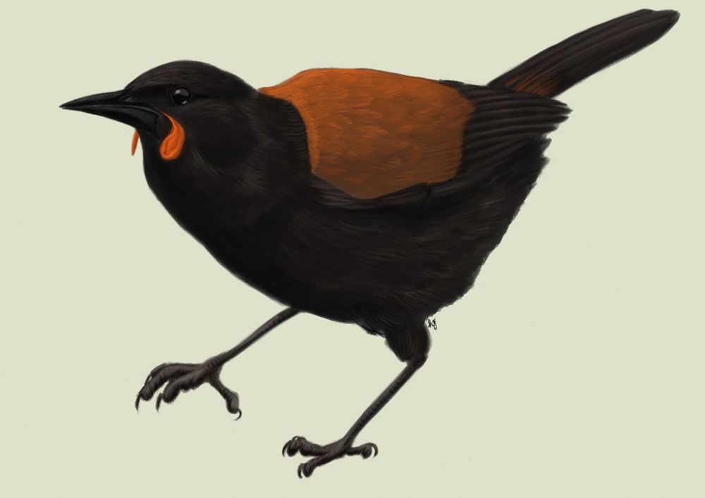 Digital illustration of a Tīeke, also known as a North Island Saddleback, standing with one foot raised in the air.