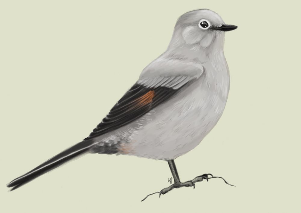 Digital illustration of a Townsend’s solitaire perched on an uneven post. 