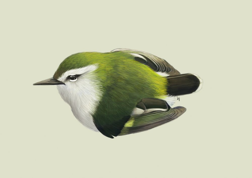Digital illustration of a Tītitipounamu, also known as a rifleman. 