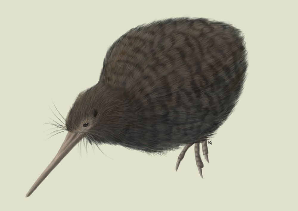 Digital illustration of a Little Spotted Kiwi. 
