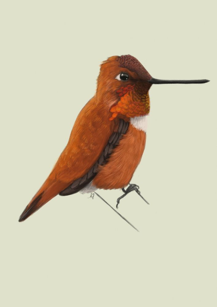 Digital illustration of a Rufous Hummingbird perched on a branch.