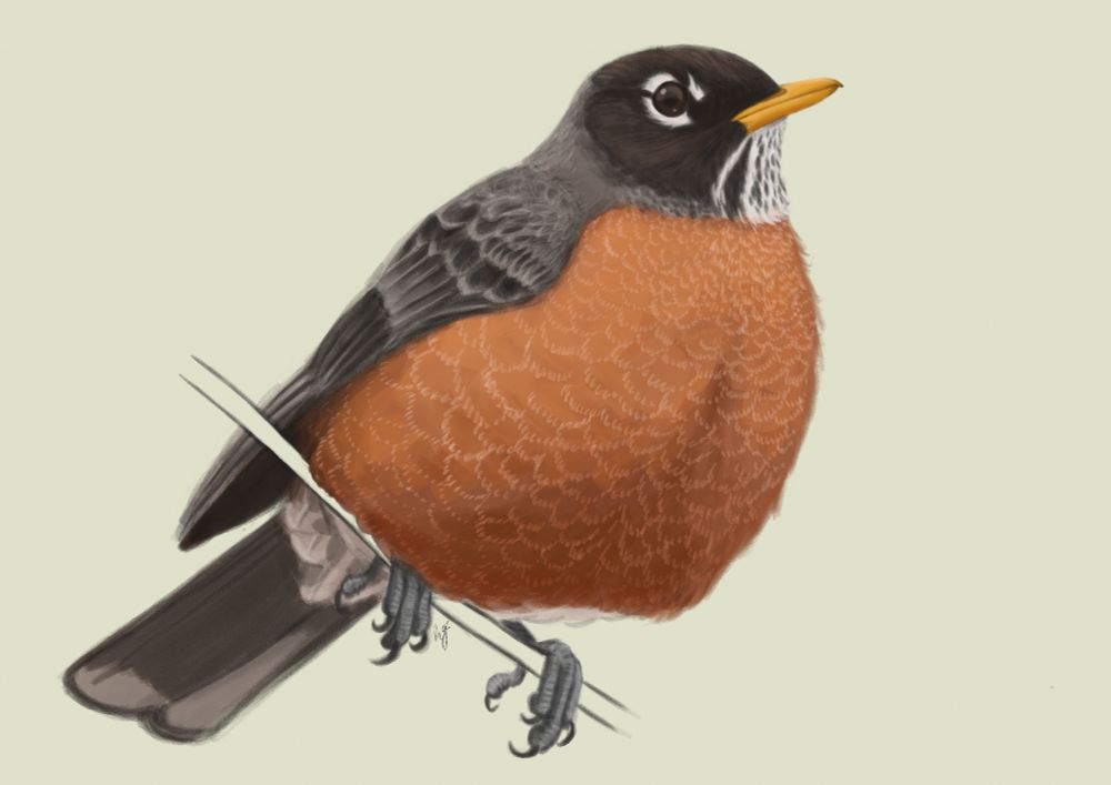 Digital illustration of an American Robin perched on a twig.