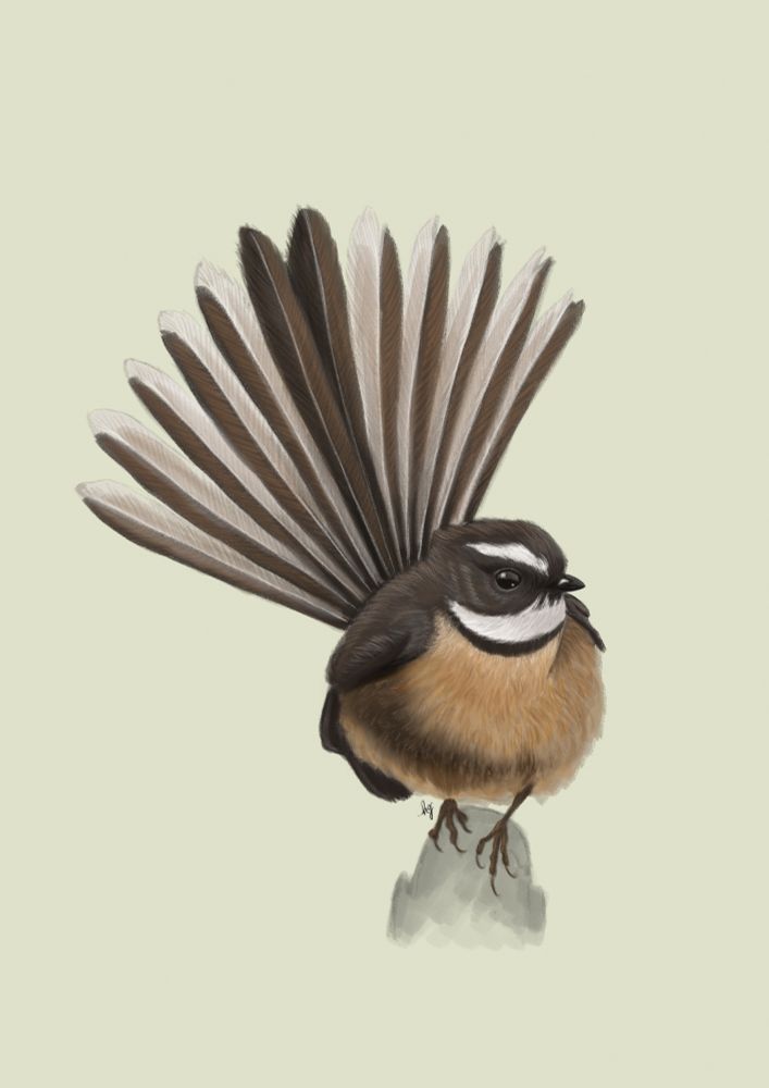 Digital illustration of a pīwakawaka, or a New Zealand Fantail, perched on a small nub of a branch, with its tail spread out in a fan behind it.