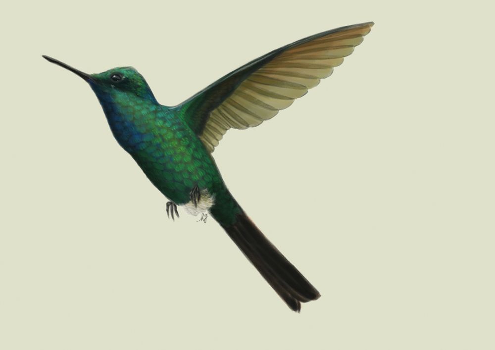 Digital illustration of a Puerto Rican Emerald hummingbird in flight. 