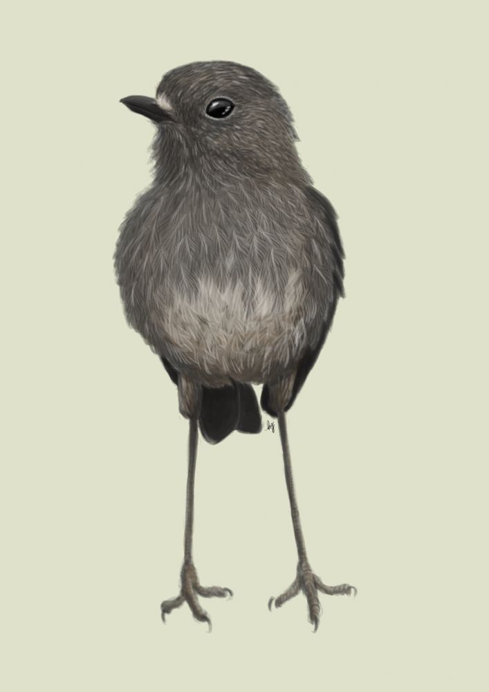 A small gray songbird called a Toutouwai, or North Island Robin, standing on the ground. 