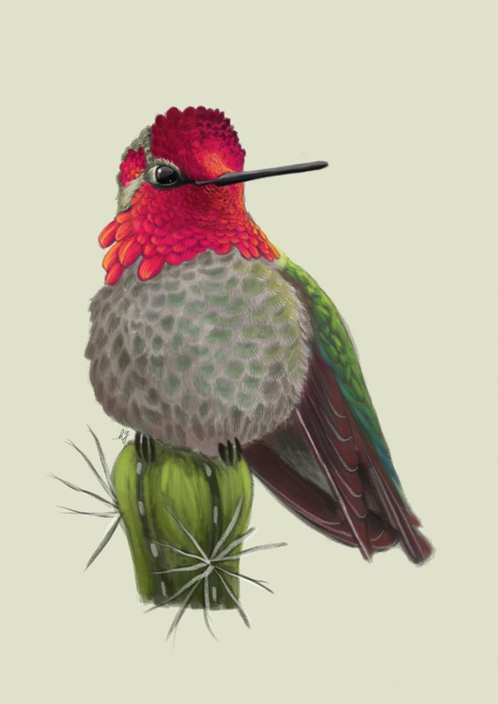 Digital illustration of an Anna’s Hummingbird, perched on a small bit of cactus. 