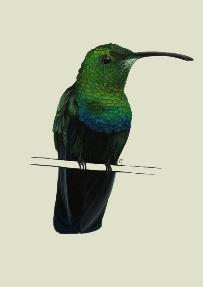 Digital illustration of a Green-throated Carib hummingbird perched on a twig.