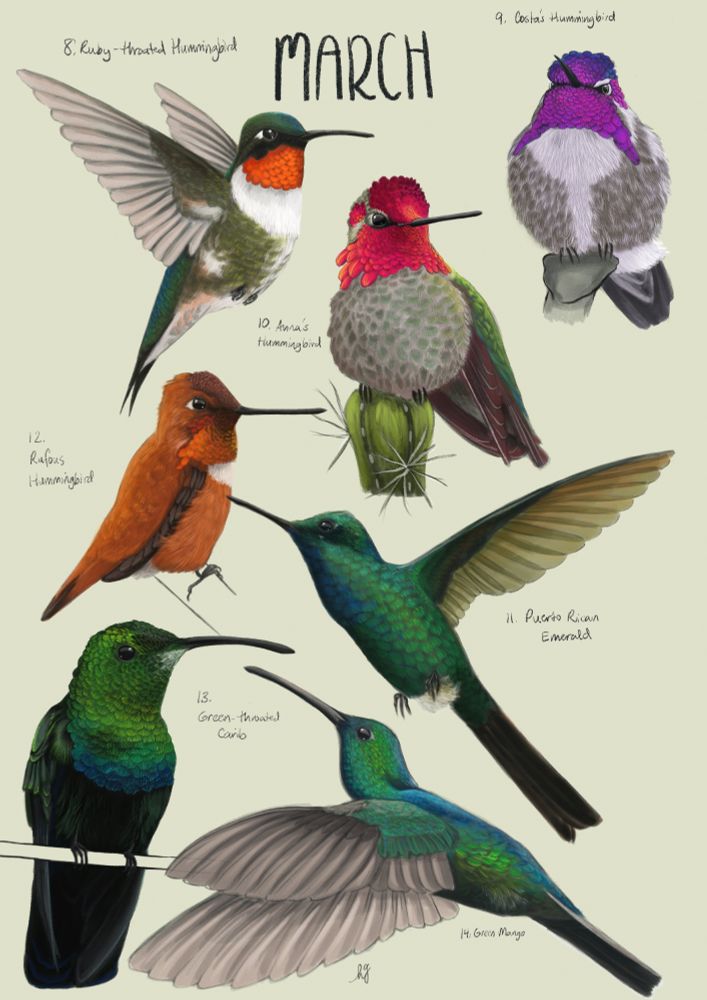 A field guide plate of digitally illustrated hummingbirds, with the word March at the top of the page. 