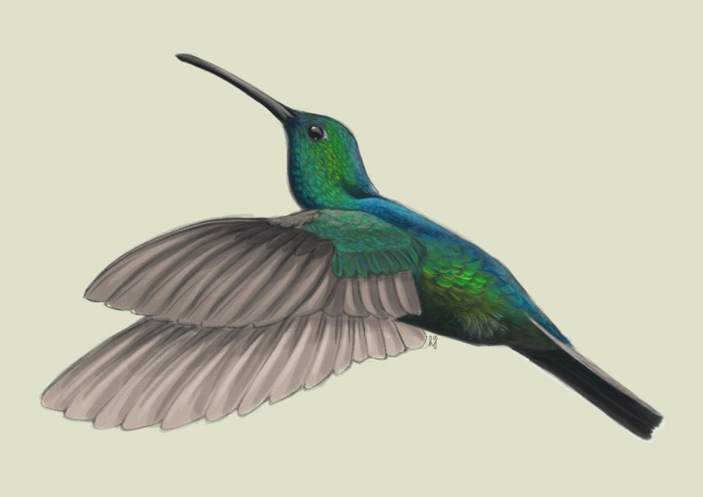 Digital illustration of a Green Mango hummingbird in flight.