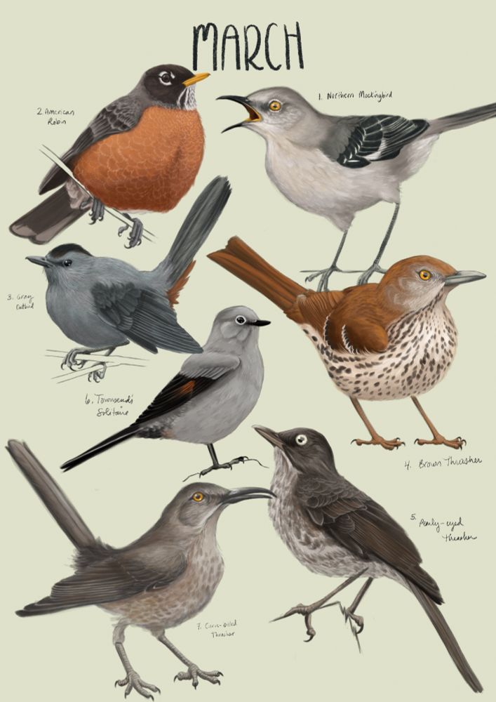 A collection of seven digitally illustrated birds below the word “March.” It’s a mix of thrushes, and thrashers. 