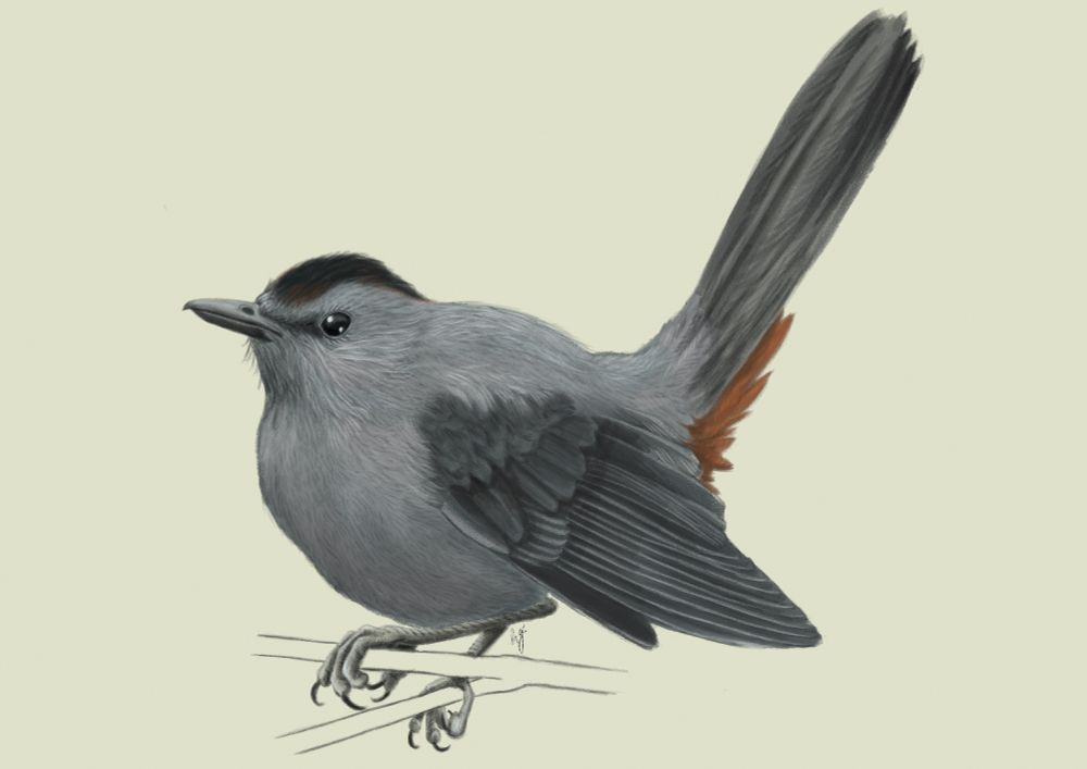 Digital illustration of a Gray Catbird perched on a branch.