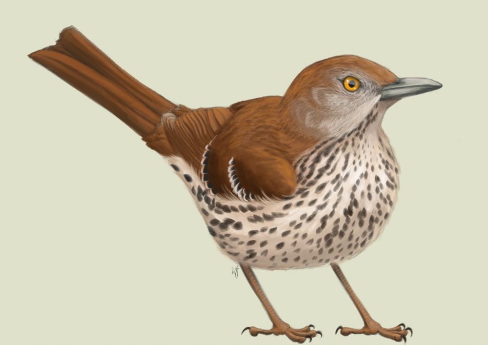 Digital illustration of a Brown Thrasher standing on flat ground.