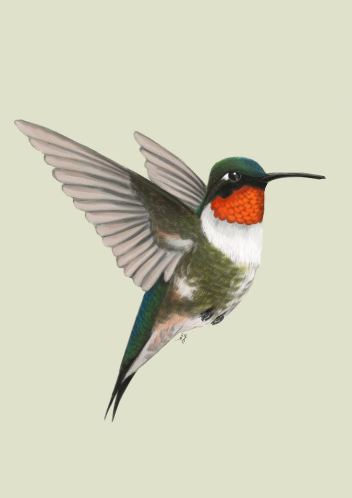 Digital illustration of a ruby-throated hummingbird in flight.