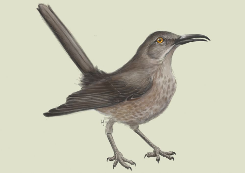 Digital illustration of a Curve-billed Thrasher standing on the ground. 