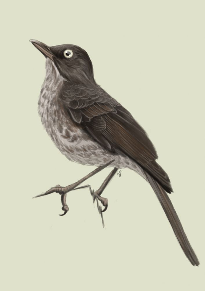 Digital illustration of a Pearly-eyed Thrasher perched on a post.