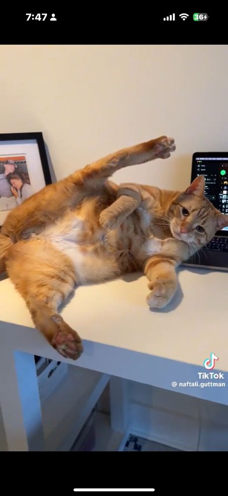 Orange cat legs wide open 