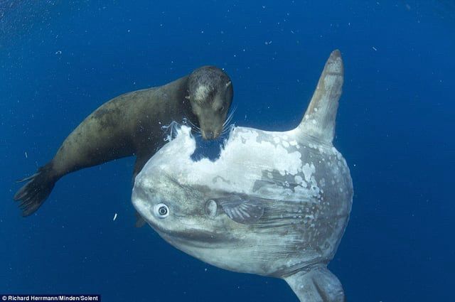 an underwater photo of a seal that has just bitten a chunk out of the top of a sunfish. the sunfish seems mostly unbothered