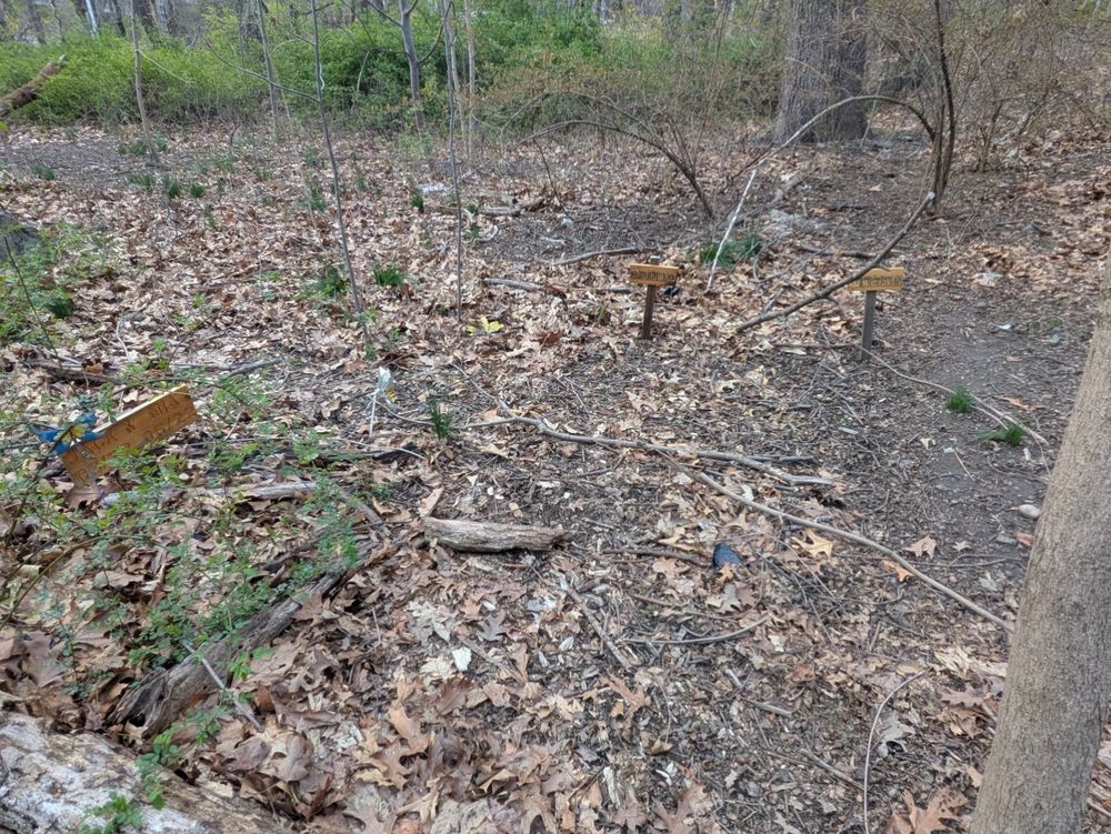 A clearing in the woods of Forest Park Queens with 3 small wooden grave markers.