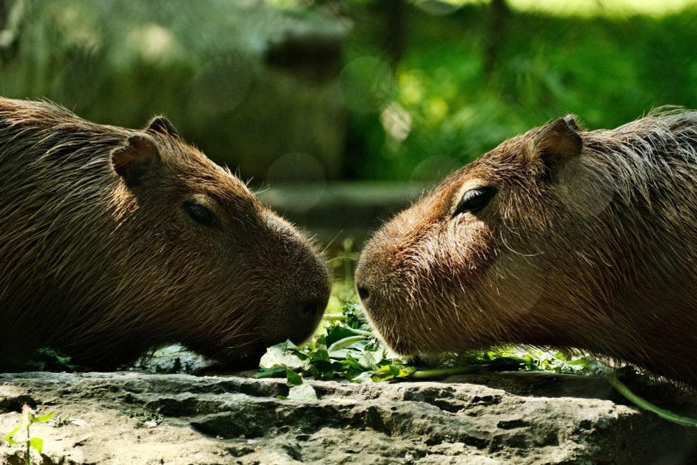 Two capybaras feeding on vegetables placed on a rock platform. Their noses are very close as they feed from the same small batch of remaining vegetables. The image has glare dots adding to the magical element of the feeding moment.