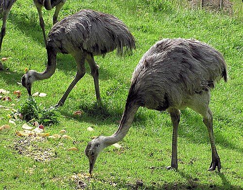 Two rheas graze.