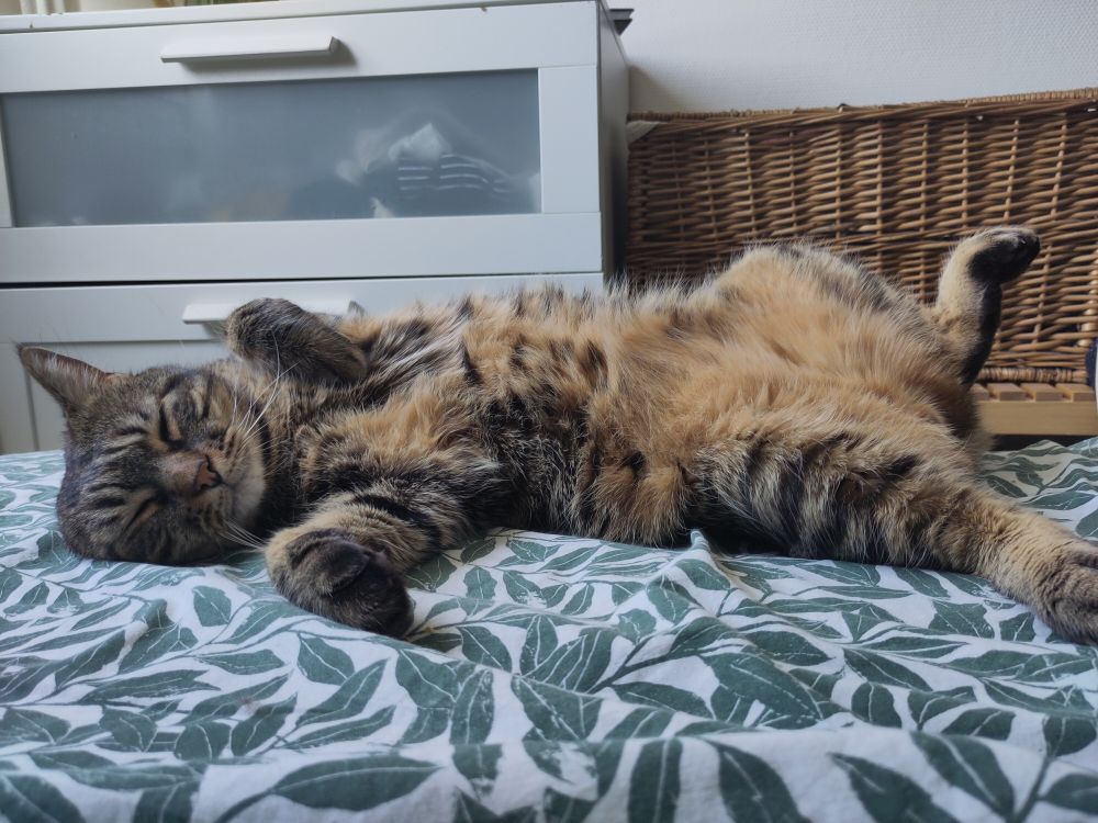 Mon gros miou en train de faire la sieste les 4 pattes en l'air.