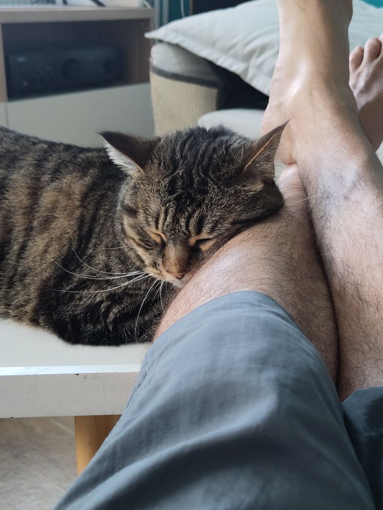 Berlioz mon petit miou d'amour, dort contre ma jambe avec une petite moue de miou miou malheureux.