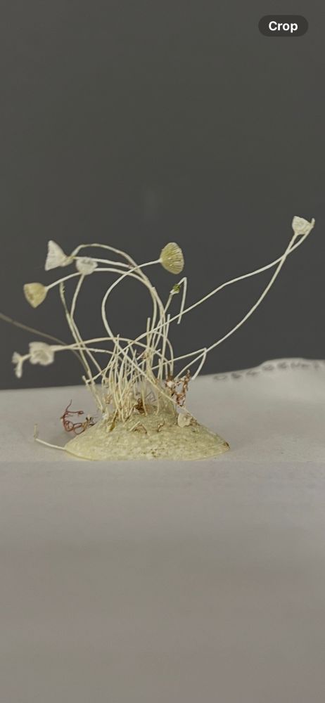 Small green cup shaped algae growing on top of a shell.