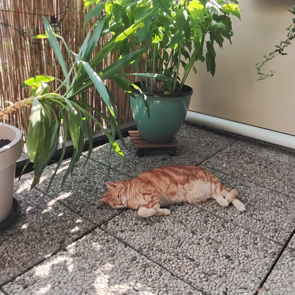 Rode kat ligt languit op balkon in de hitte