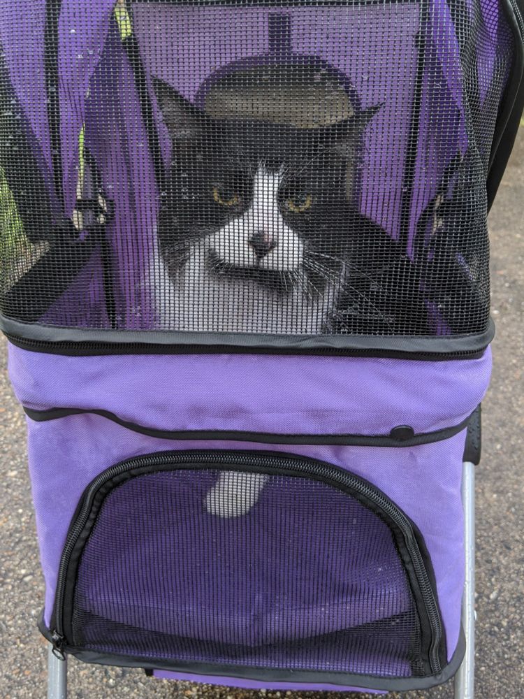 A black and white cat sitting in a purple cat stroller. He doesn't look amused. 