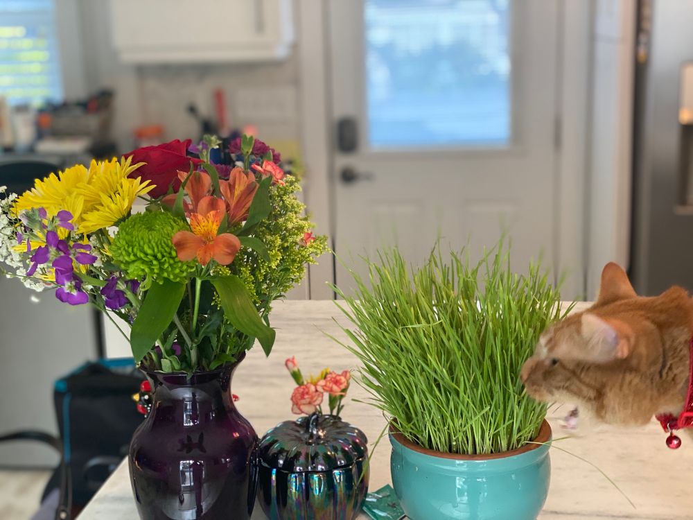 Orange kitty chomping cat grass next to colorful flower arrangement. Looks like he’s yelling at the plants.