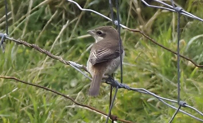 Brown shrike- Fair Isle. A two shrike day. 