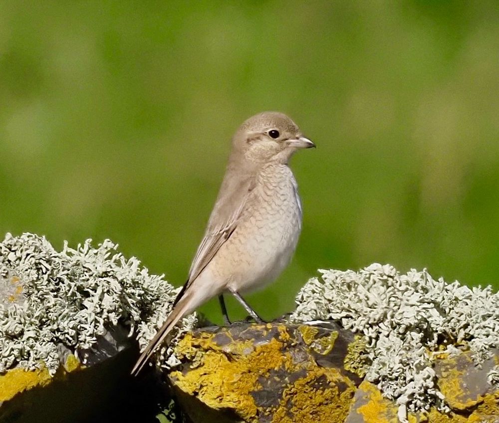 Isabelline shrike- Fair Isle 